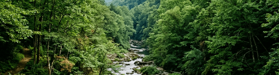 Rocky mountain stream flowing through dense green forest and hills